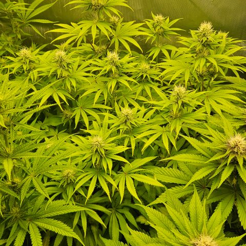 Purple Mimosa  growlog timeline photo