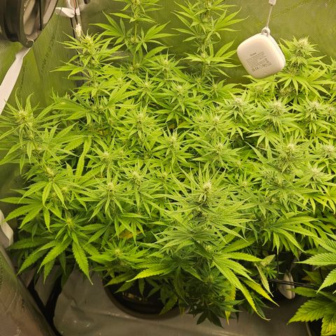 Pain Killer growlog timeline photo