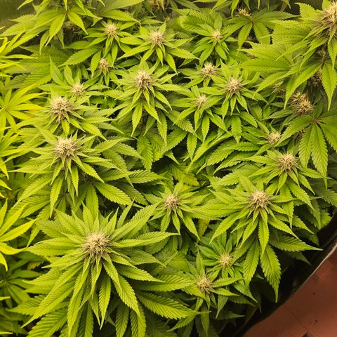Lemon Haze growlog timeline photo