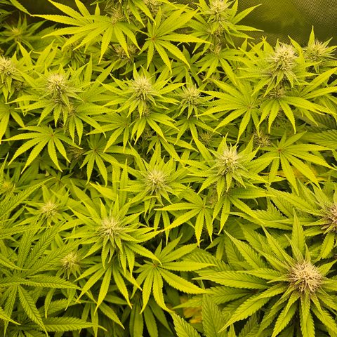 Purple Mimosa  growlog timeline photo