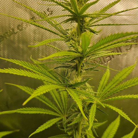 Pain Killer growlog timeline photo