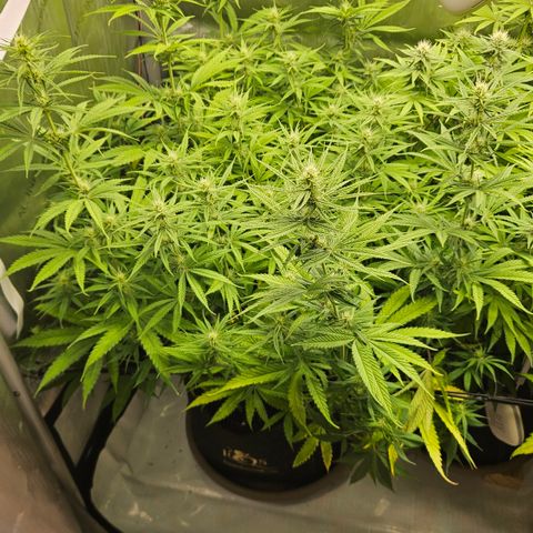 Pain Killer growlog timeline photo