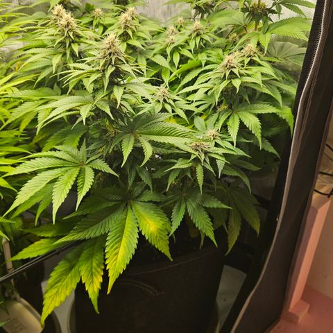 Lemon Haze growlog timeline photo