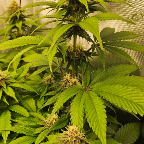 Lemon Haze growlog timeline photo