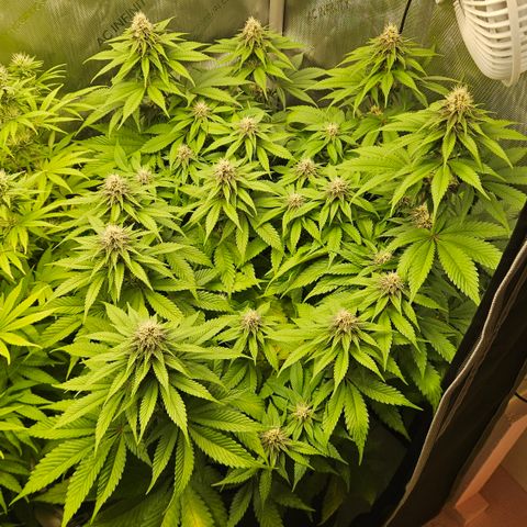 Lemon Haze growlog timeline photo