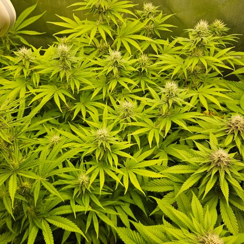 Purple Mimosa  growlog timeline photo