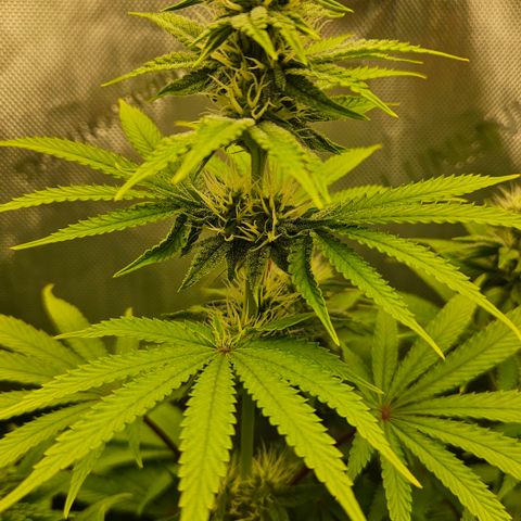 Purple Mimosa  growlog timeline photo
