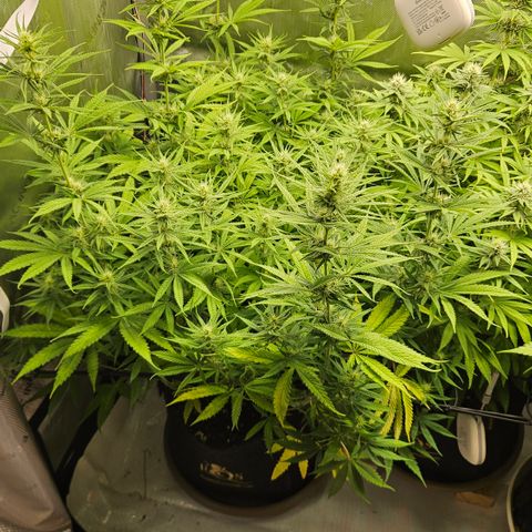 Pain Killer growlog timeline photo