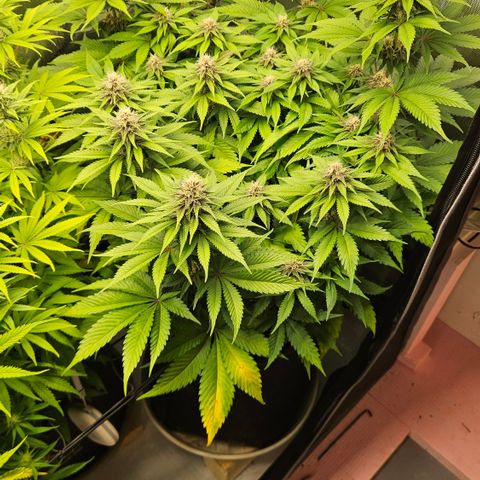 Lemon Haze growlog timeline photo