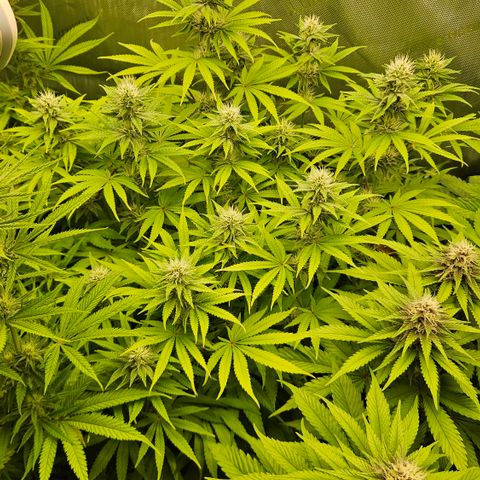 Purple Mimosa  growlog timeline photo