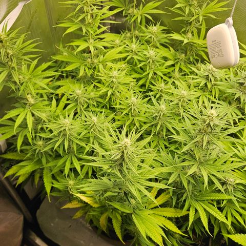 Pain Killer growlog timeline photo