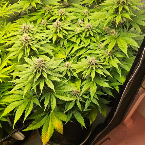 Lemon Haze growlog timeline photo