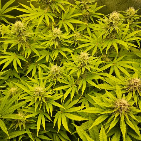 Purple Mimosa  growlog timeline photo