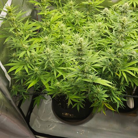 Pain Killer growlog timeline photo