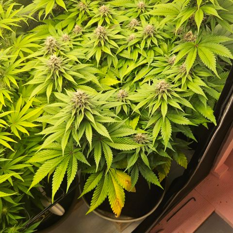 Lemon Haze growlog timeline photo