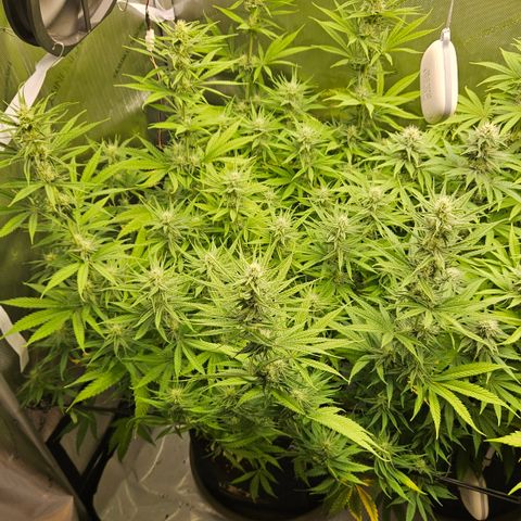 Pain Killer growlog timeline photo