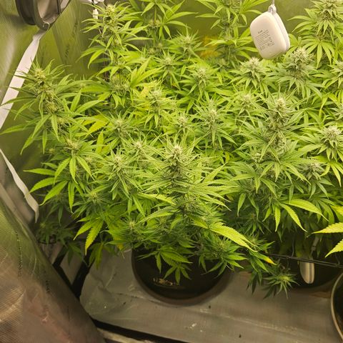 Pain Killer growlog timeline photo