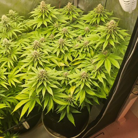 Lemon Haze growlog timeline photo