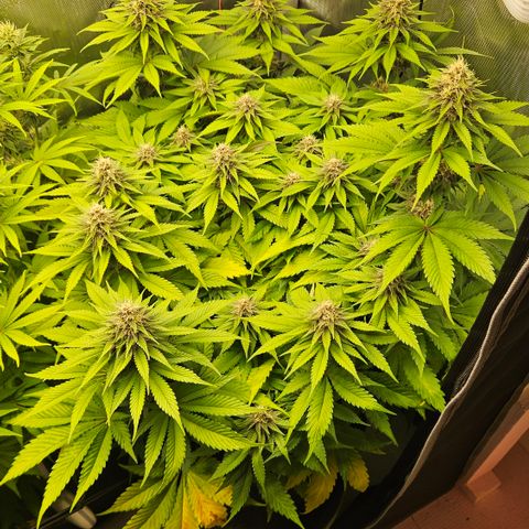 Lemon Haze growlog timeline photo