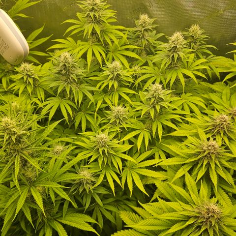 Purple Mimosa  growlog timeline photo