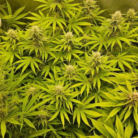 Purple Mimosa  growlog timeline photo
