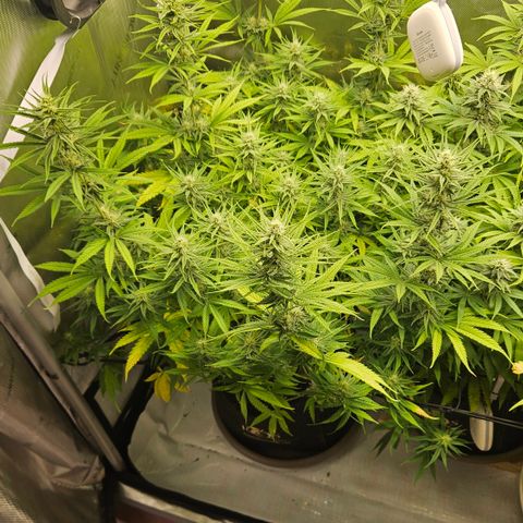 Pain Killer growlog timeline photo