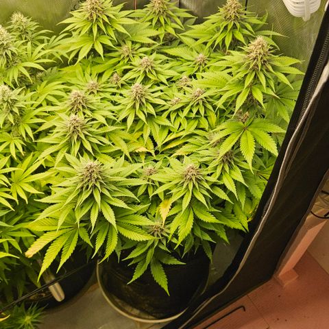 Lemon Haze growlog timeline photo