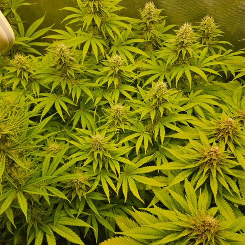 Purple Mimosa  growlog timeline photo