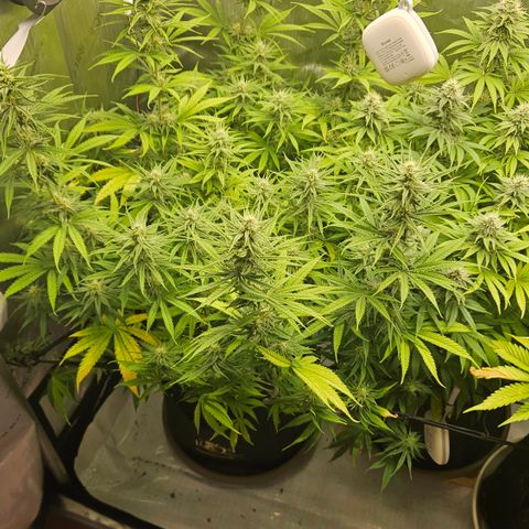 Pain Killer growlog timeline photo