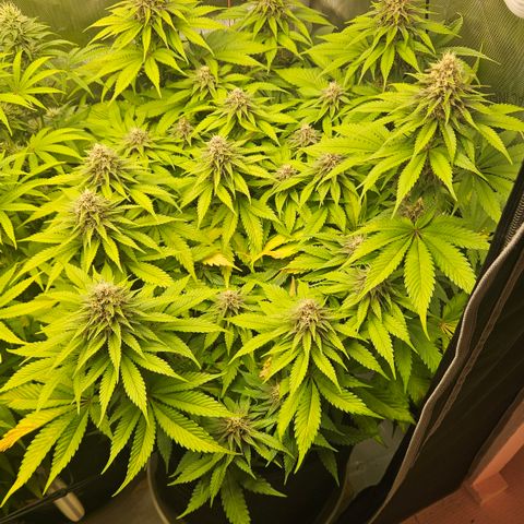 Lemon Haze growlog timeline photo