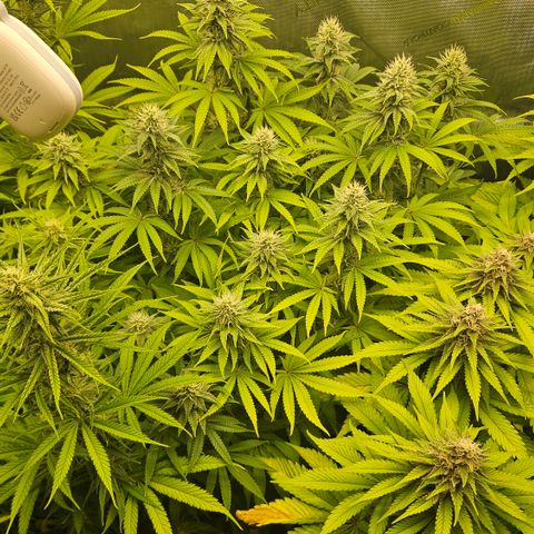 Purple Mimosa  growlog timeline photo