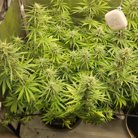 Pain Killer growlog timeline photo