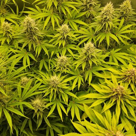 Purple Mimosa  growlog timeline photo
