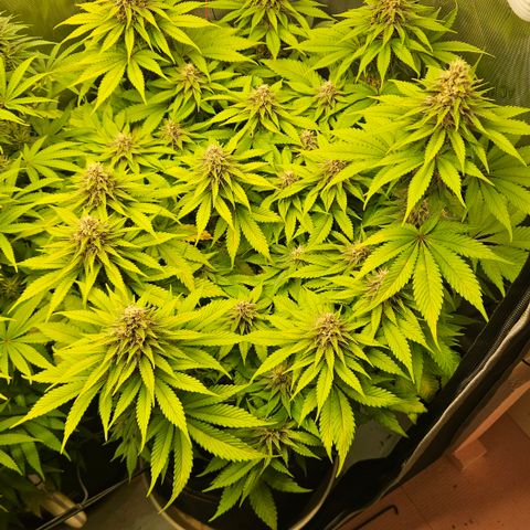 Lemon Haze growlog timeline photo