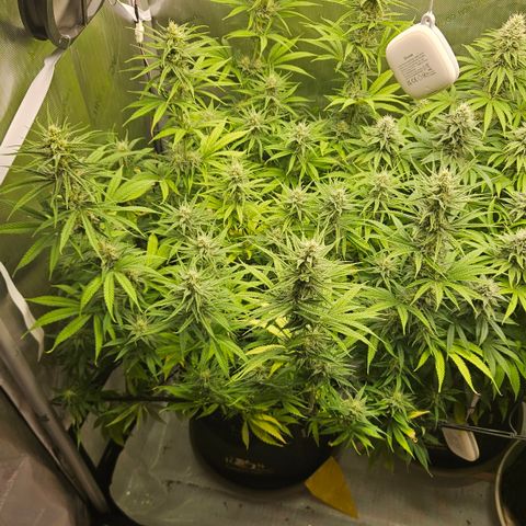 Pain Killer growlog timeline photo