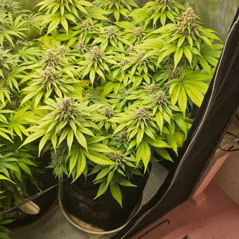 Lemon Haze growlog timeline photo