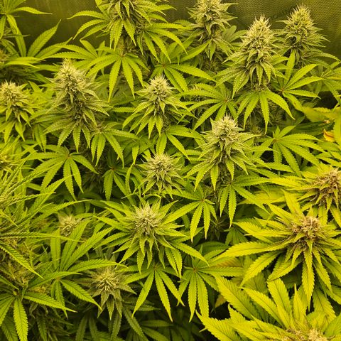 Purple Mimosa  growlog timeline photo