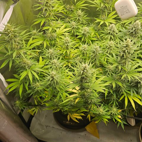 Pain Killer growlog timeline photo