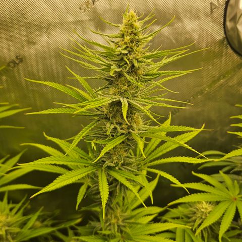 Pain Killer growlog timeline photo
