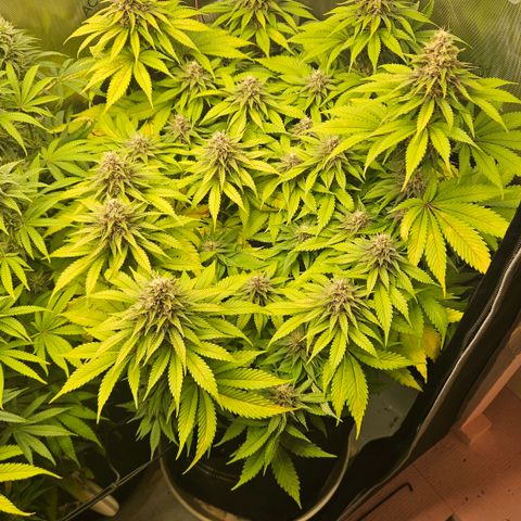 Lemon Haze growlog timeline photo