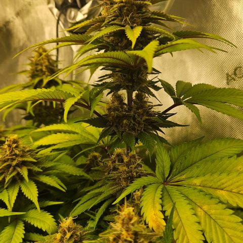Lemon Haze growlog timeline photo