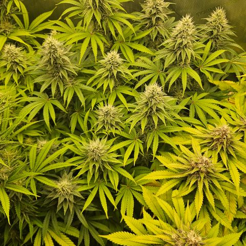 Purple Mimosa  growlog timeline photo