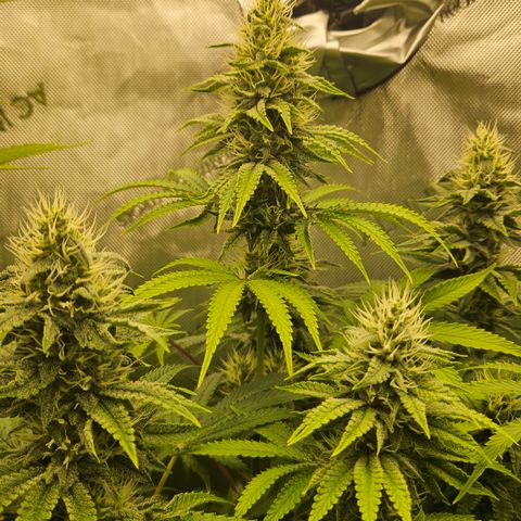Purple Mimosa  growlog timeline photo
