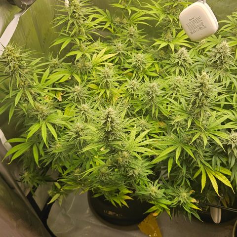 Pain Killer growlog timeline photo