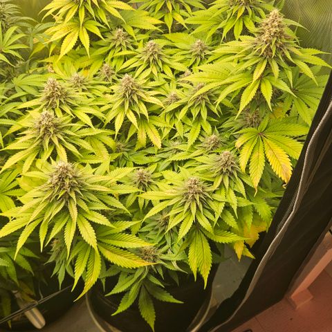 Lemon Haze growlog timeline photo