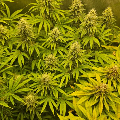 Purple Mimosa  growlog timeline photo