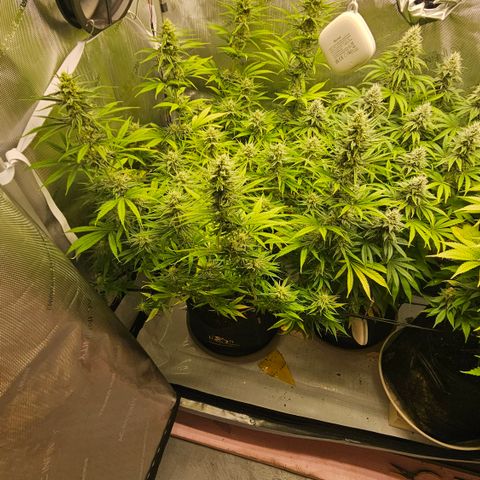 Pain Killer growlog timeline photo