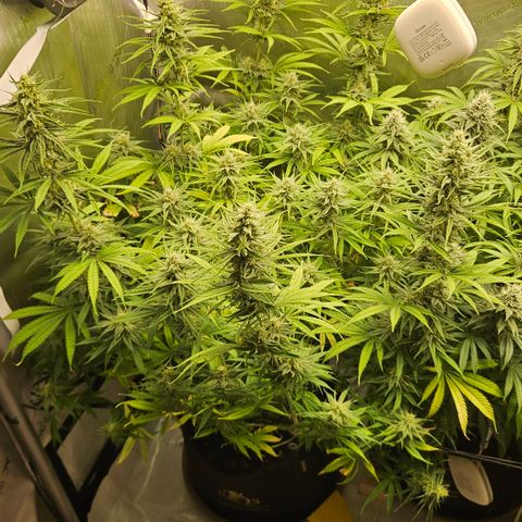 Pain Killer growlog timeline photo