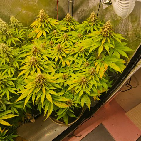 Lemon Haze growlog timeline photo