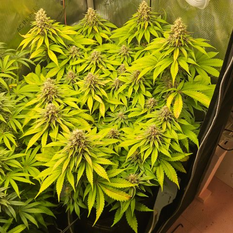 Lemon Haze growlog timeline photo